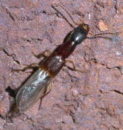 Image of Homaeotarsus