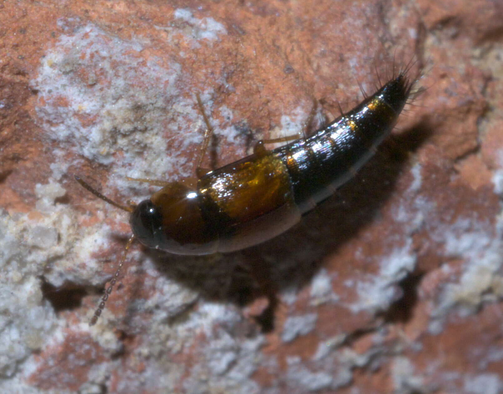 Sivun Tachyporinae kuva