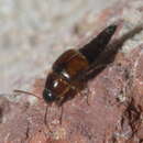 Image of Tachyporinae