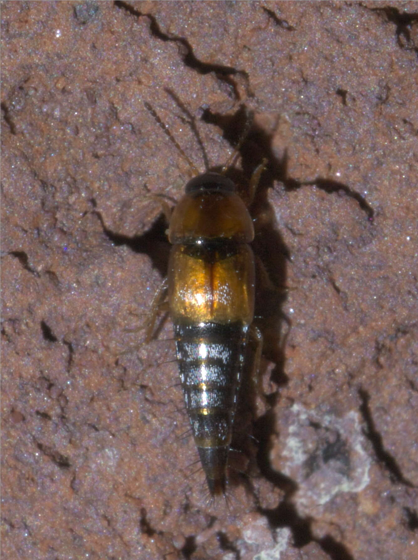 Sivun Tachyporinae kuva