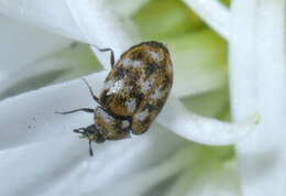 Image of Sacramento Anthicid Beetle