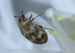 Image of Sacramento Anthicid Beetle