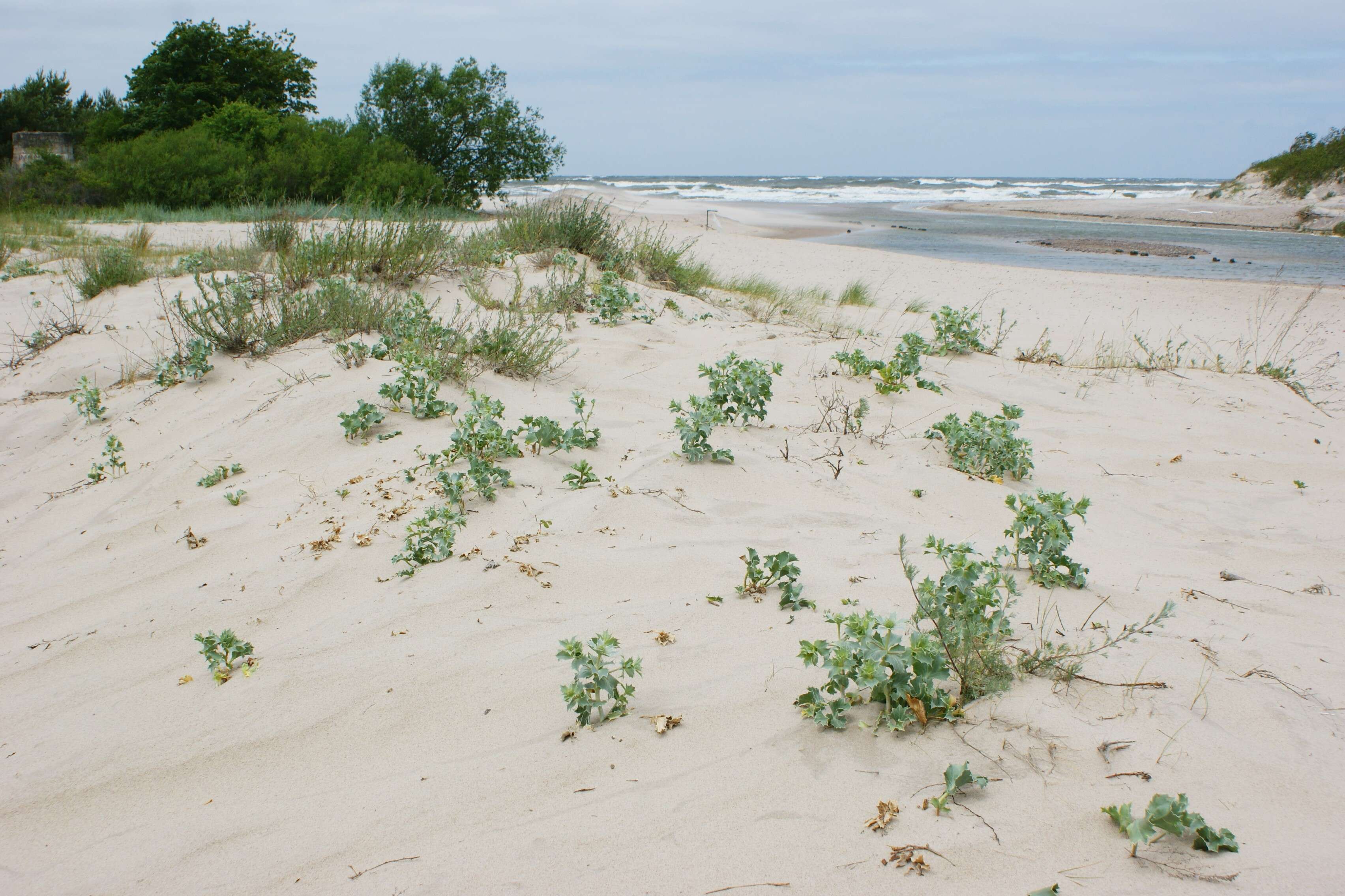 Image of sea-holly