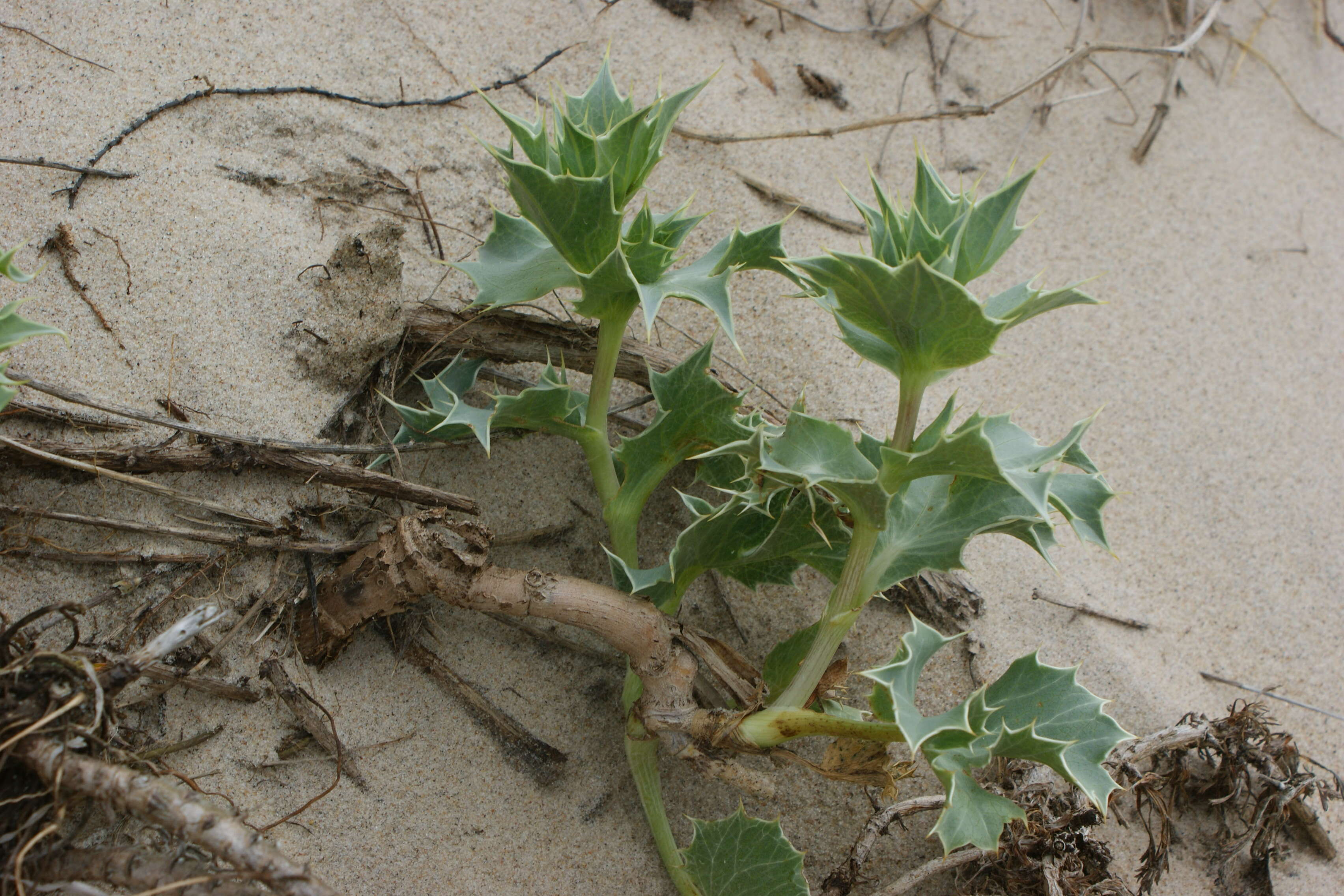 Image de Panicaut de mer