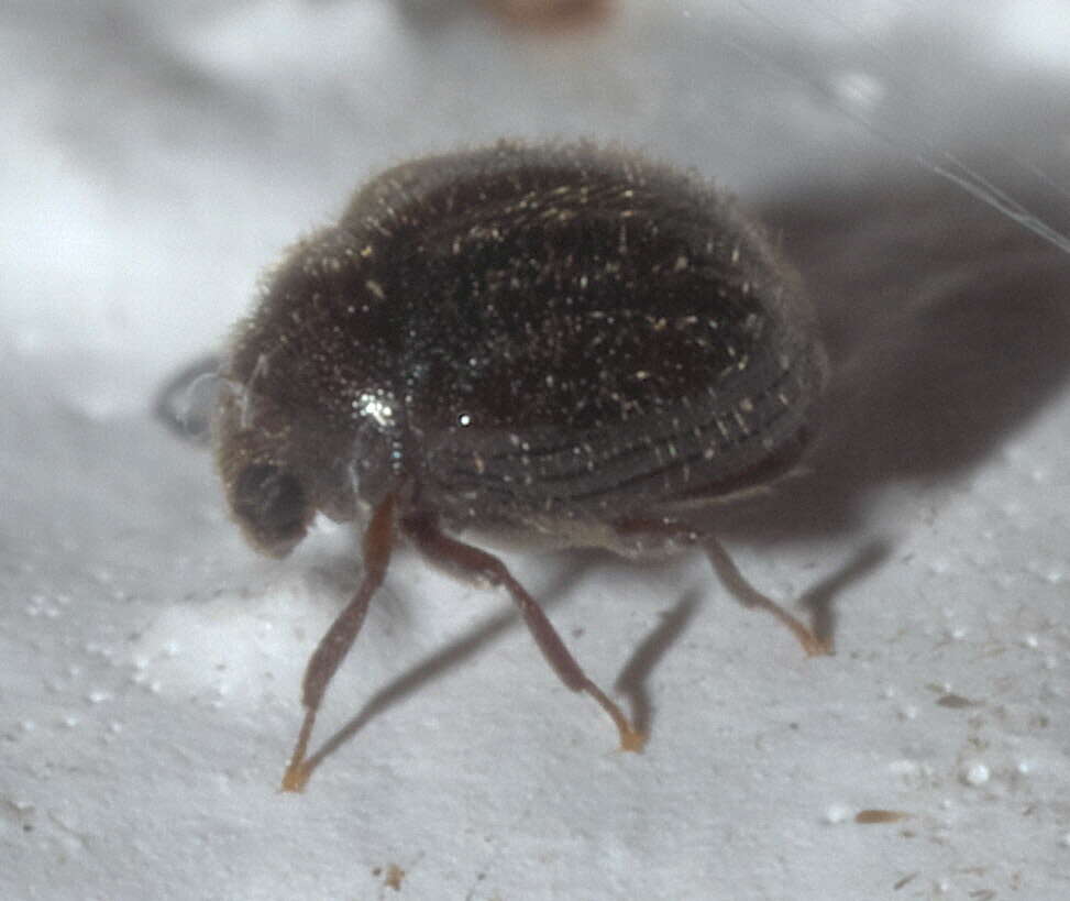 Image of Puffball Beetles