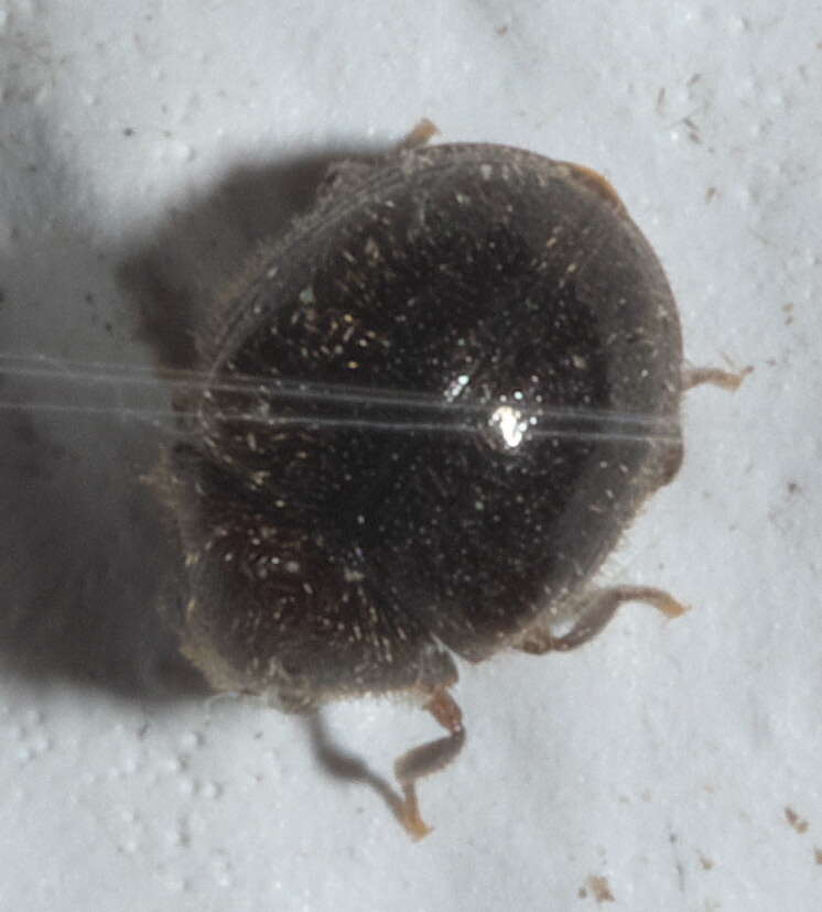Image of Puffball Beetles