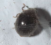 Image of Puffball Beetles