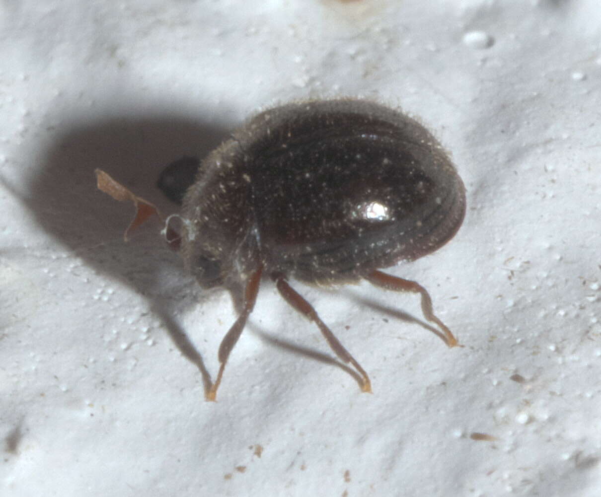 Image of Puffball Beetles