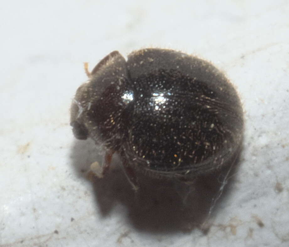 Image of Puffball Beetles