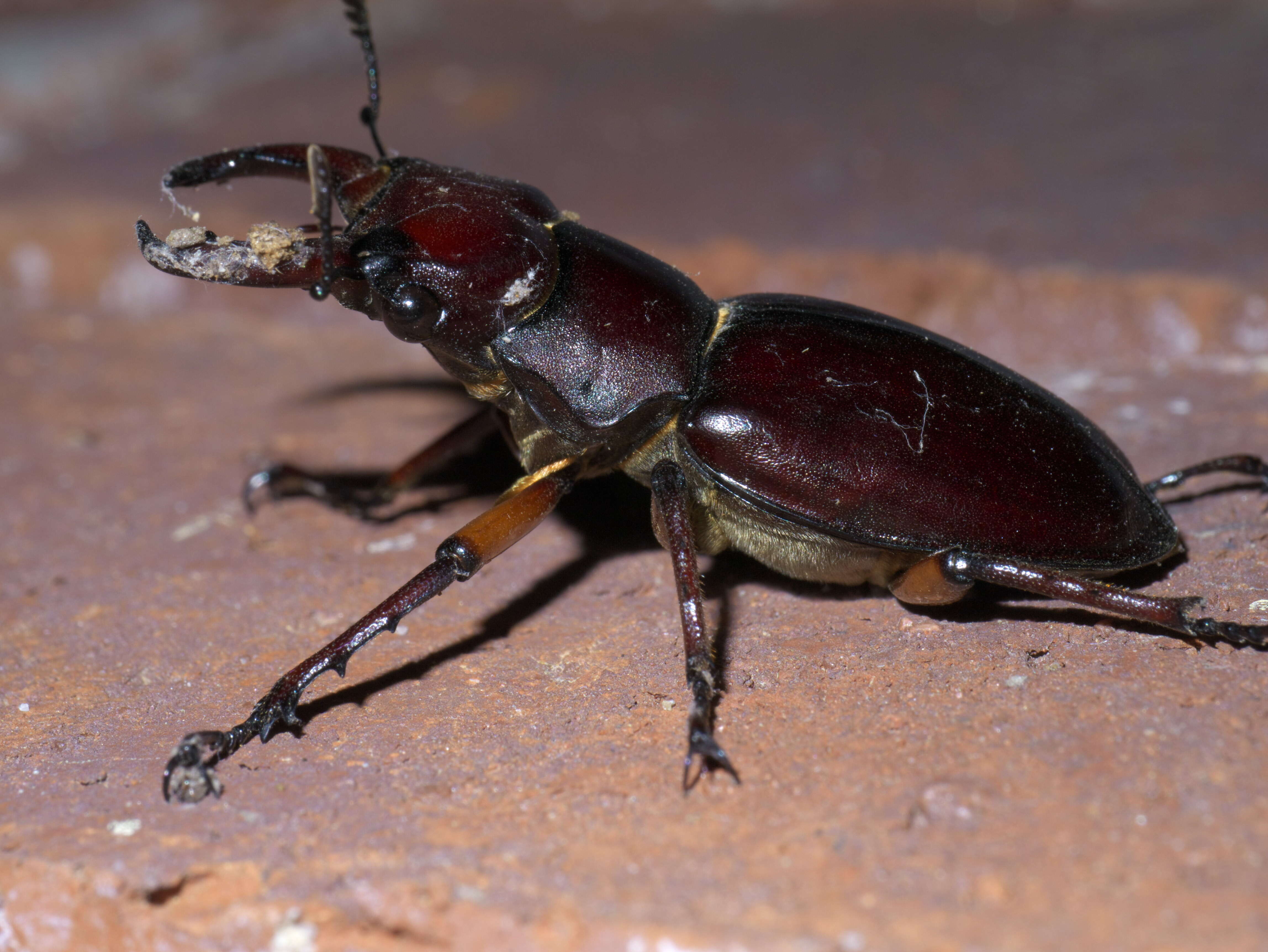 Lucanus (Pseudolucanus) capreolus (Linnaeus 1763)的圖片