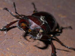 Lucanus (Pseudolucanus) capreolus (Linnaeus 1763)的圖片