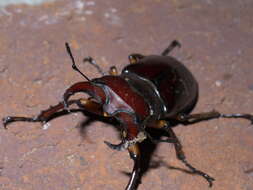 Lucanus (Pseudolucanus) capreolus (Linnaeus 1763)的圖片