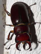 Lucanus (Pseudolucanus) capreolus (Linnaeus 1763)的圖片