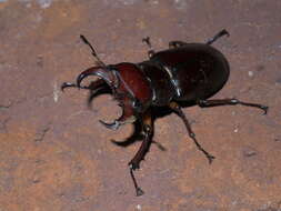 Lucanus (Pseudolucanus) capreolus (Linnaeus 1763)的圖片