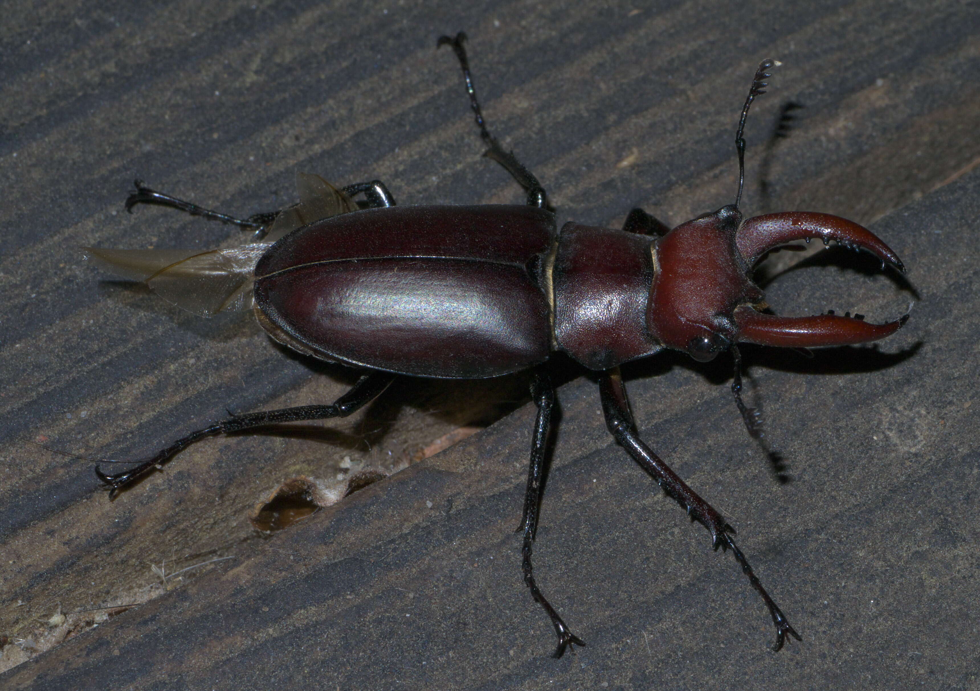 Lucanus elaphus Fabricius 1775的圖片