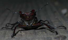 Lucanus elaphus Fabricius 1775的圖片