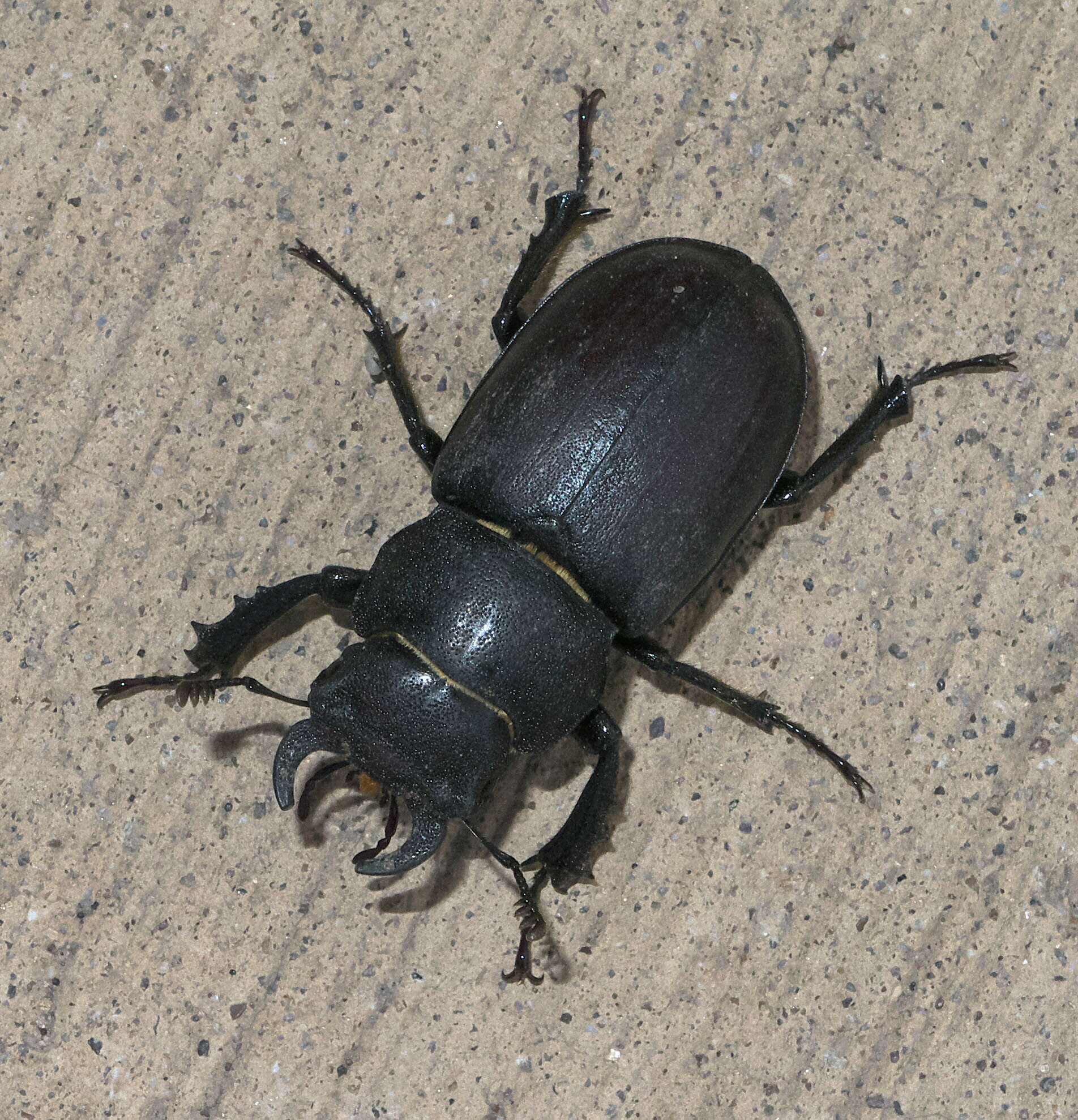 Lucanus (Pseudolucanus) mazama (Le Conte 1861)的圖片