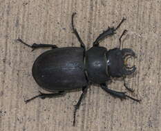 Lucanus (Pseudolucanus) mazama (Le Conte 1861)的圖片