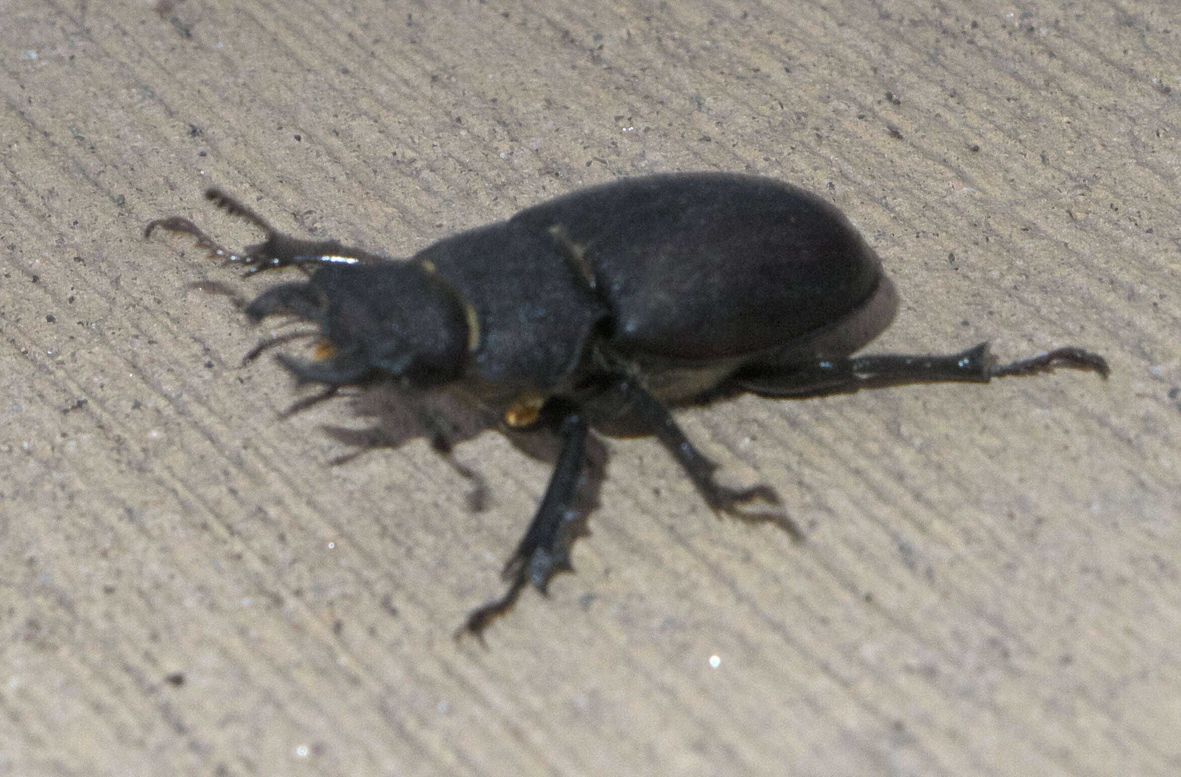 Lucanus (Pseudolucanus) mazama (Le Conte 1861)的圖片