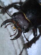 Lucanus placidus Say 1825的圖片