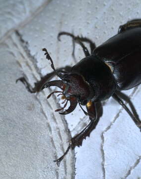 Lucanus placidus Say 1825的圖片