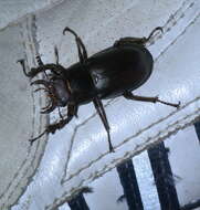 Lucanus placidus Say 1825的圖片