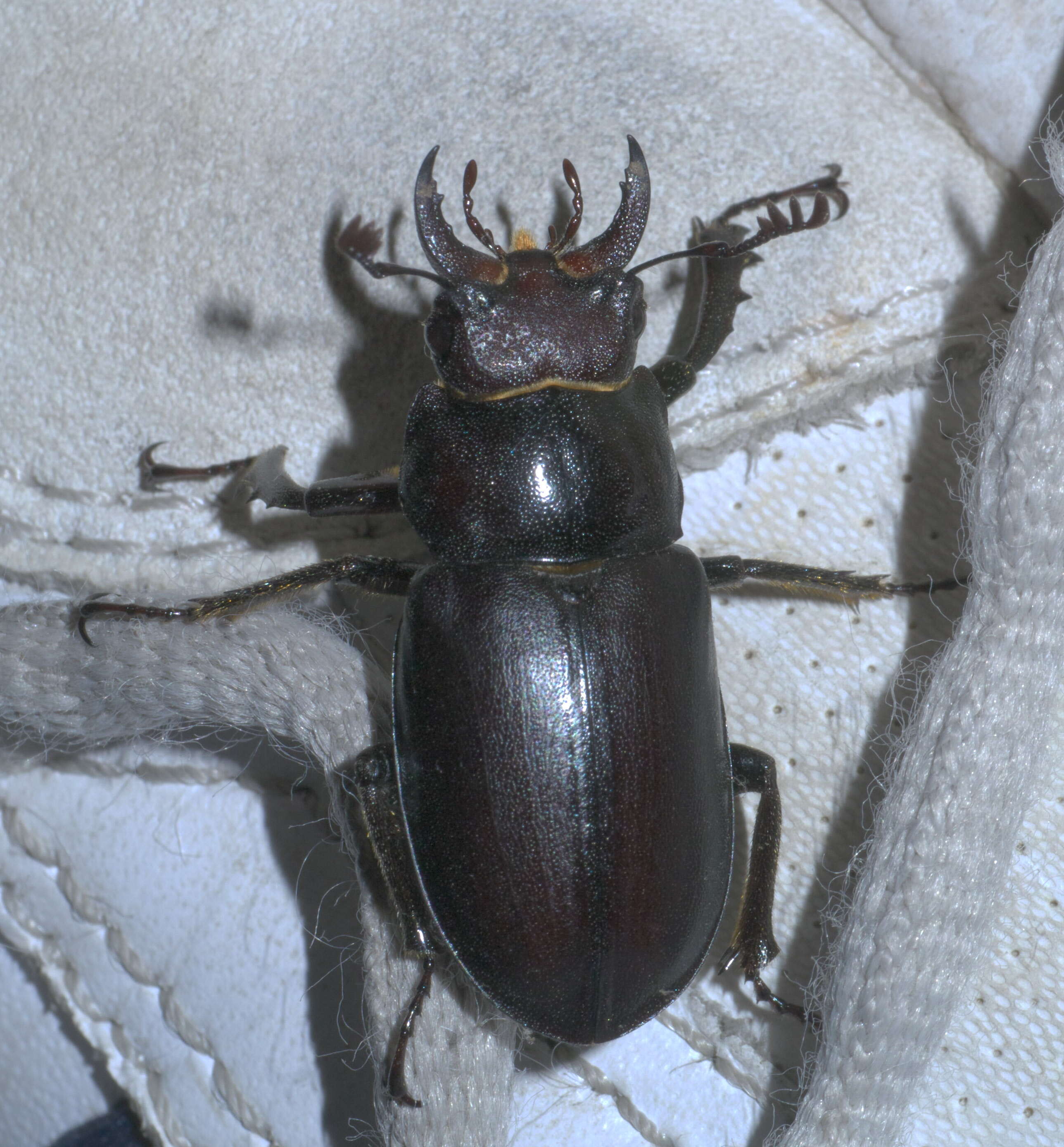 Lucanus placidus Say 1825的圖片