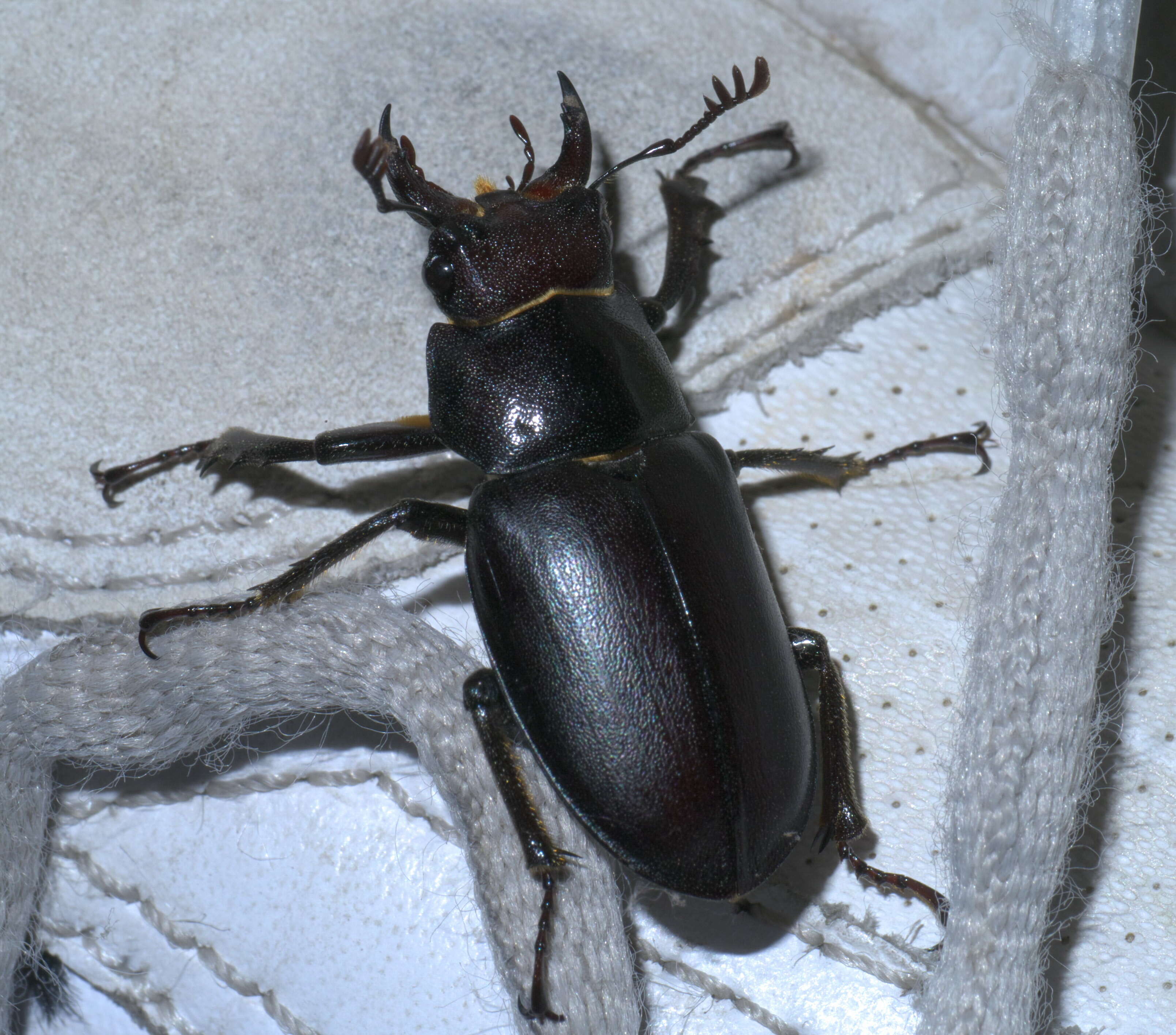 Lucanus placidus Say 1825的圖片