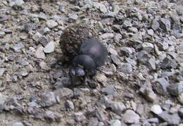 Image of Humpback Dung Beetle