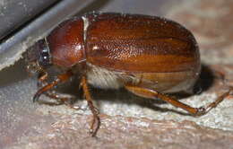 Image of May Beetles