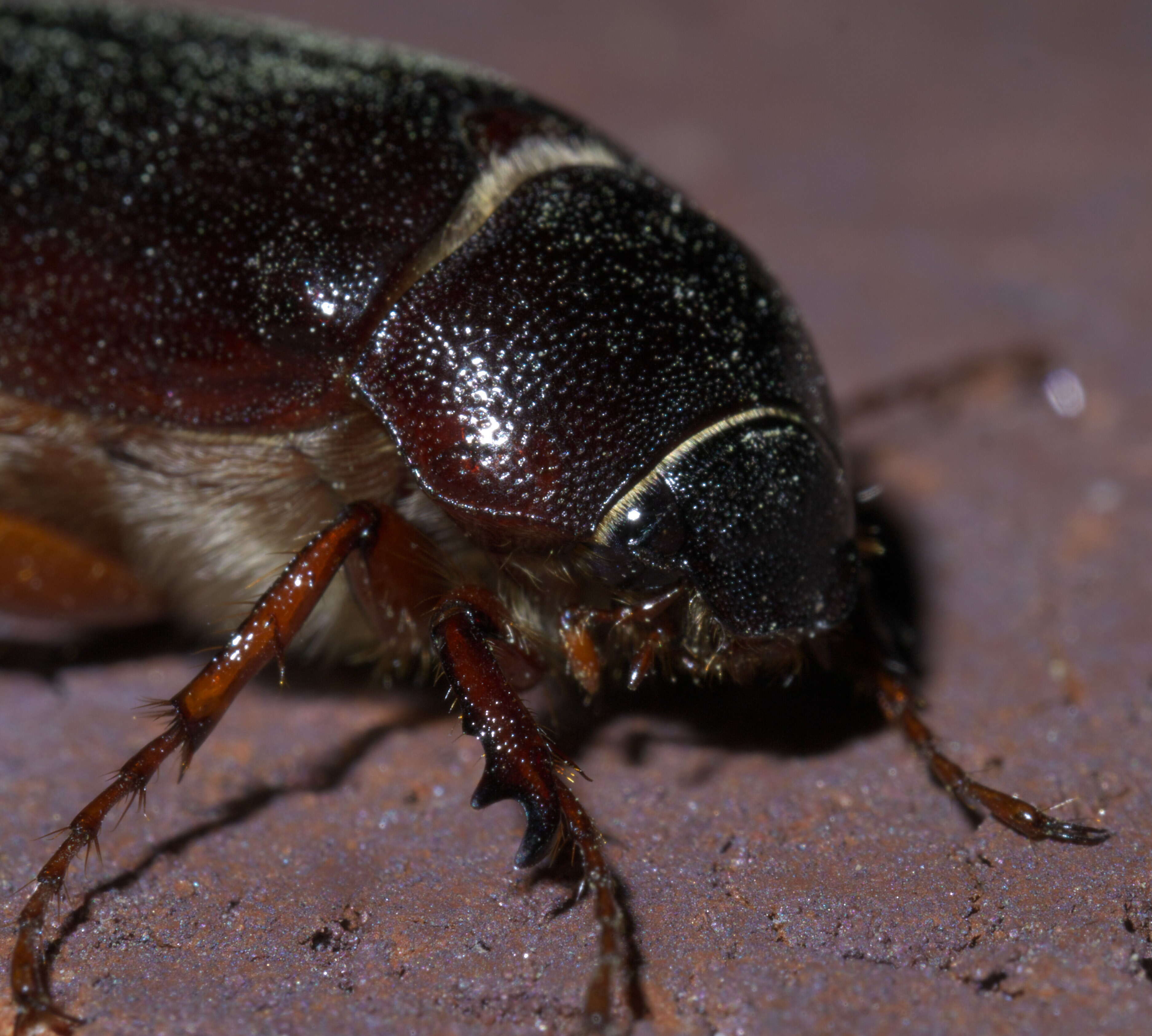 Image of May Beetles