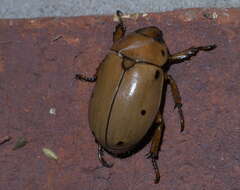 Sivun Pelidnota punctata (Linnaeus 1758) kuva