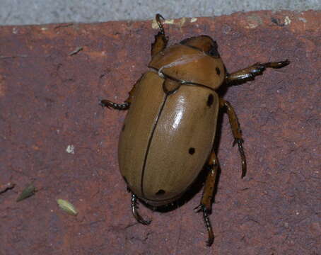 Image of Grapevine Beetle