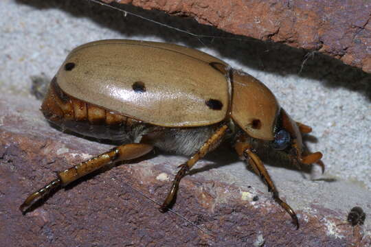 Sivun Pelidnota punctata (Linnaeus 1758) kuva