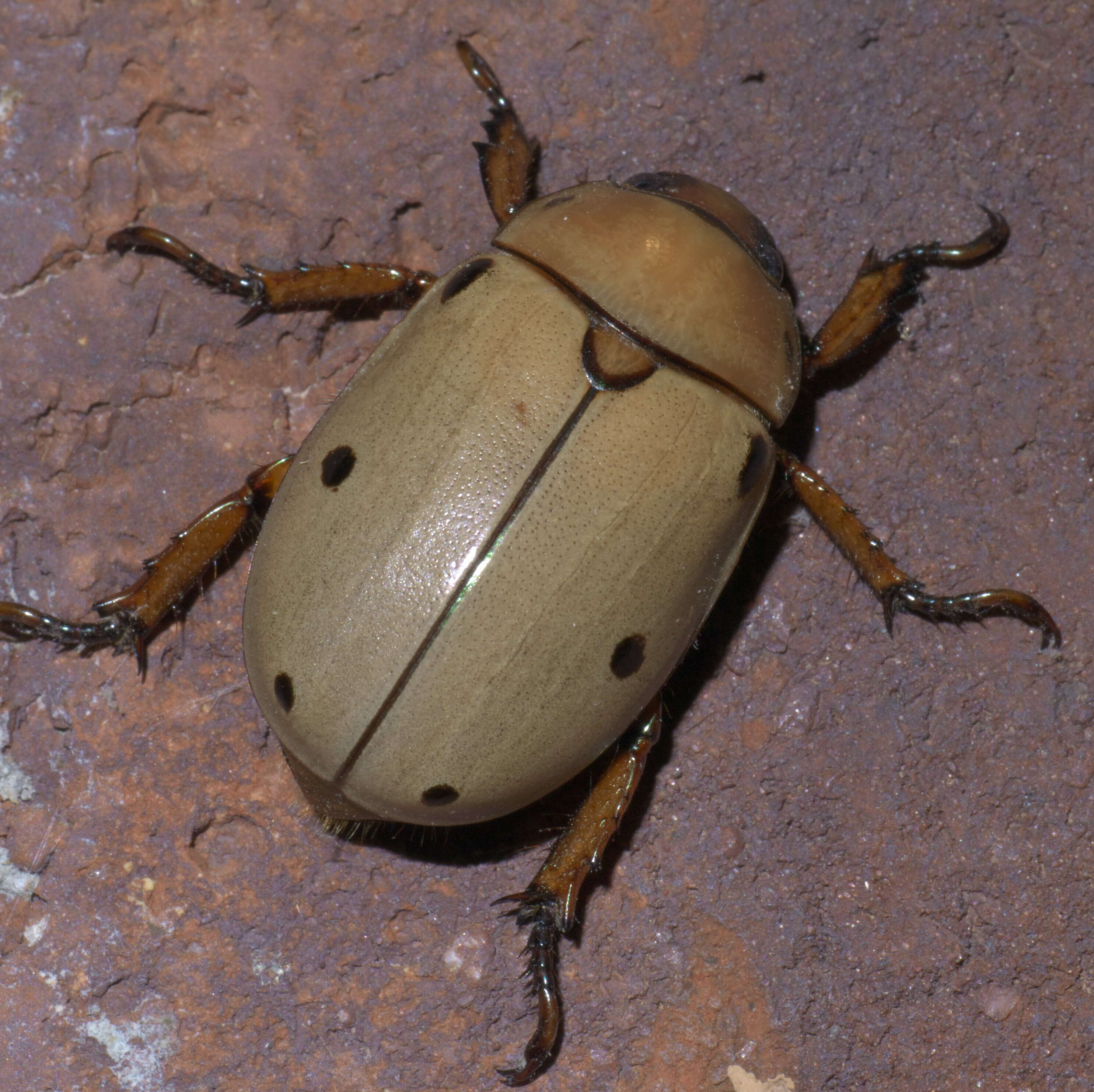 Sivun Pelidnota punctata (Linnaeus 1758) kuva