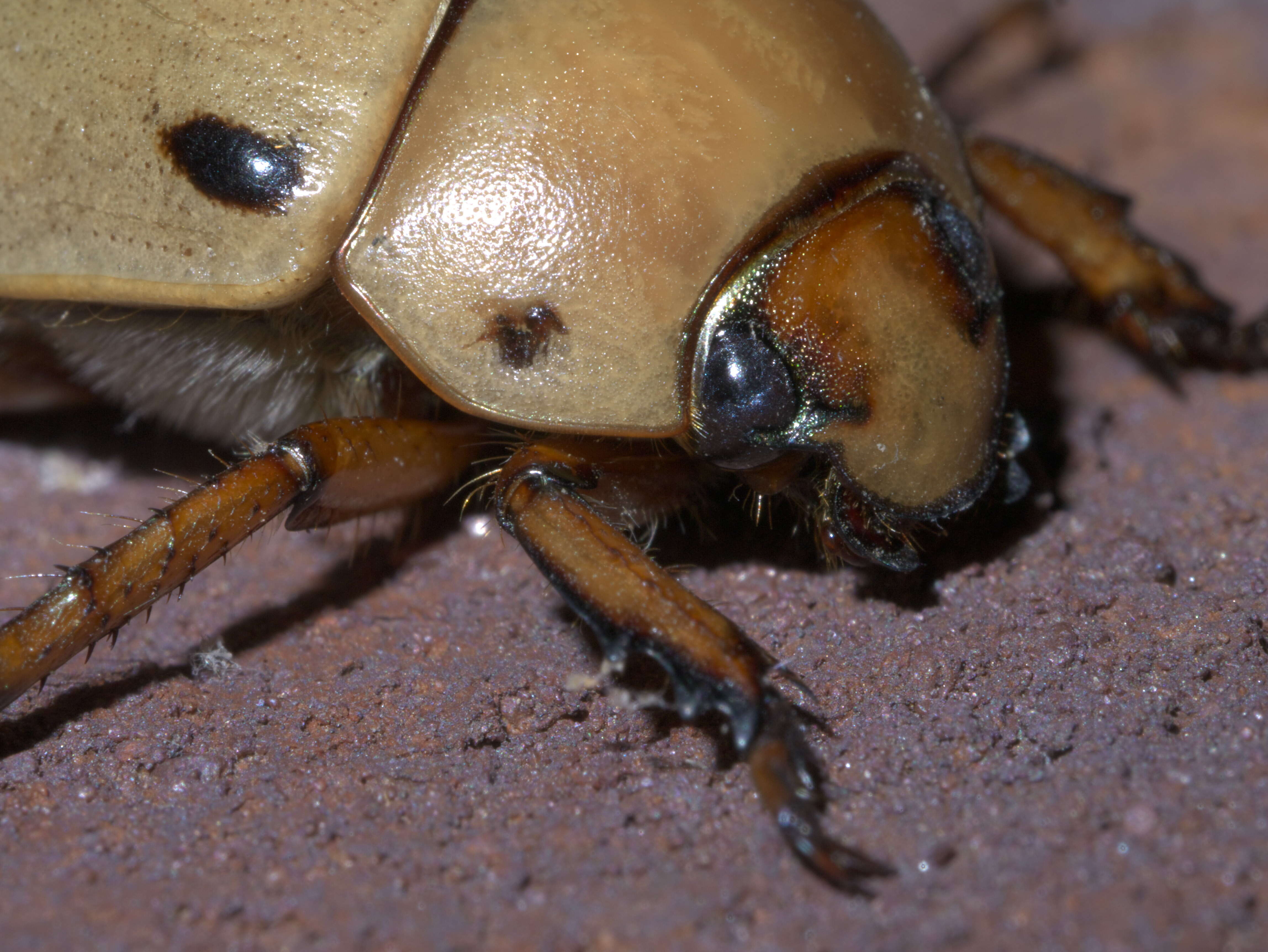 Sivun Pelidnota punctata (Linnaeus 1758) kuva