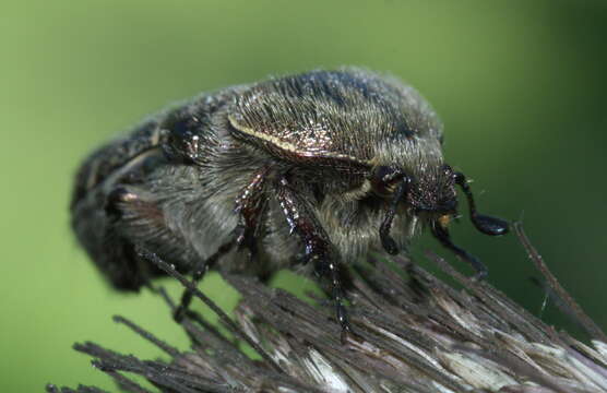 Image of Dark Flower Scarab