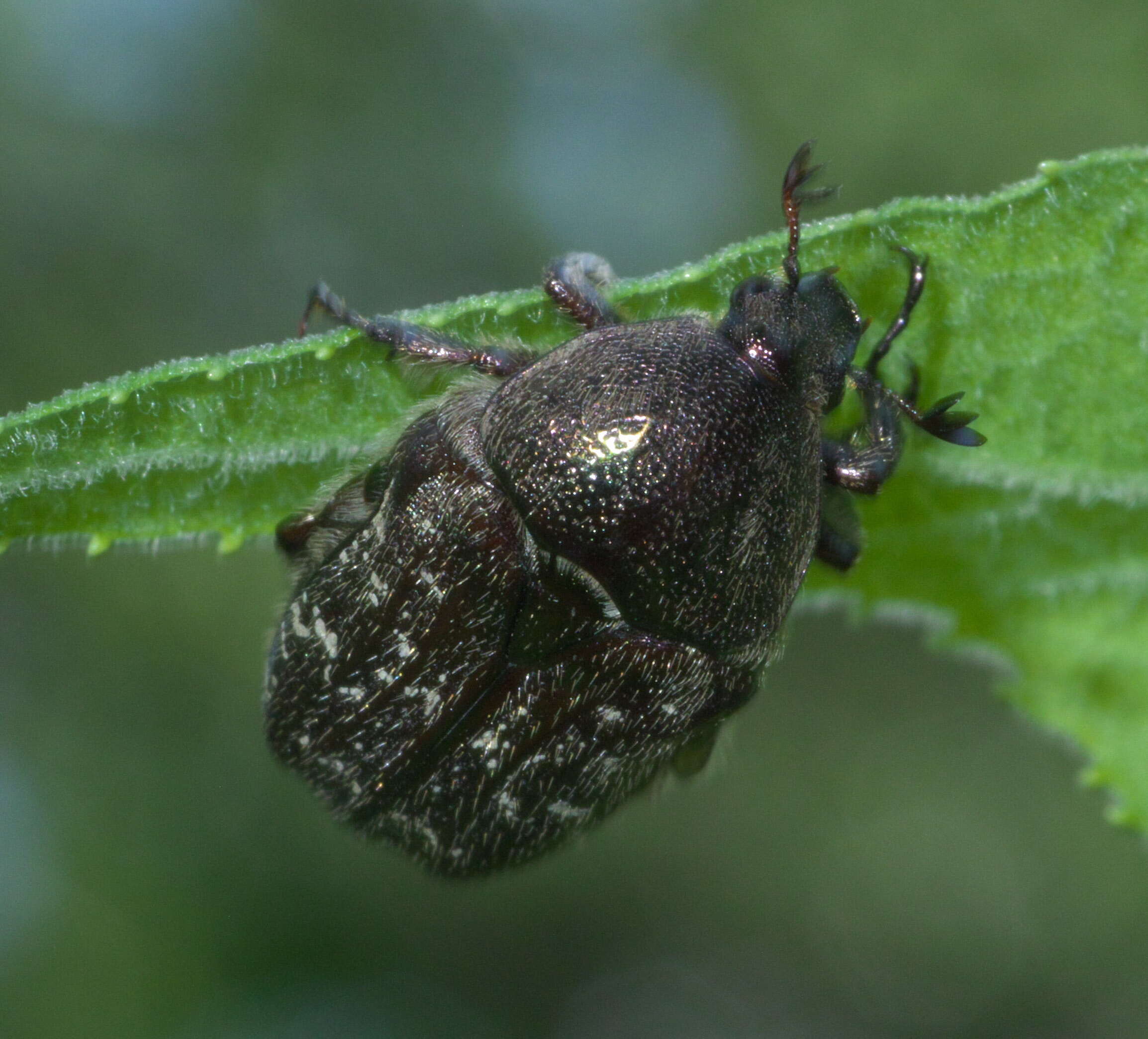 Image of Dark Flower Scarab