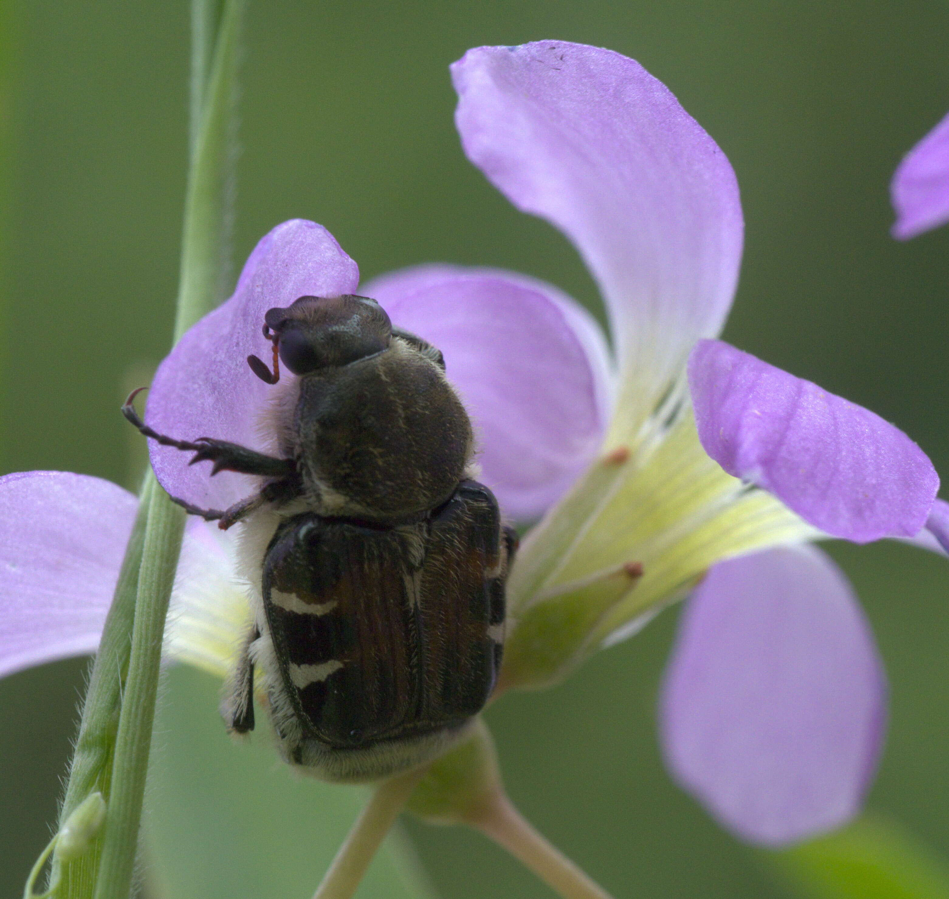 Image of Trichiotinus