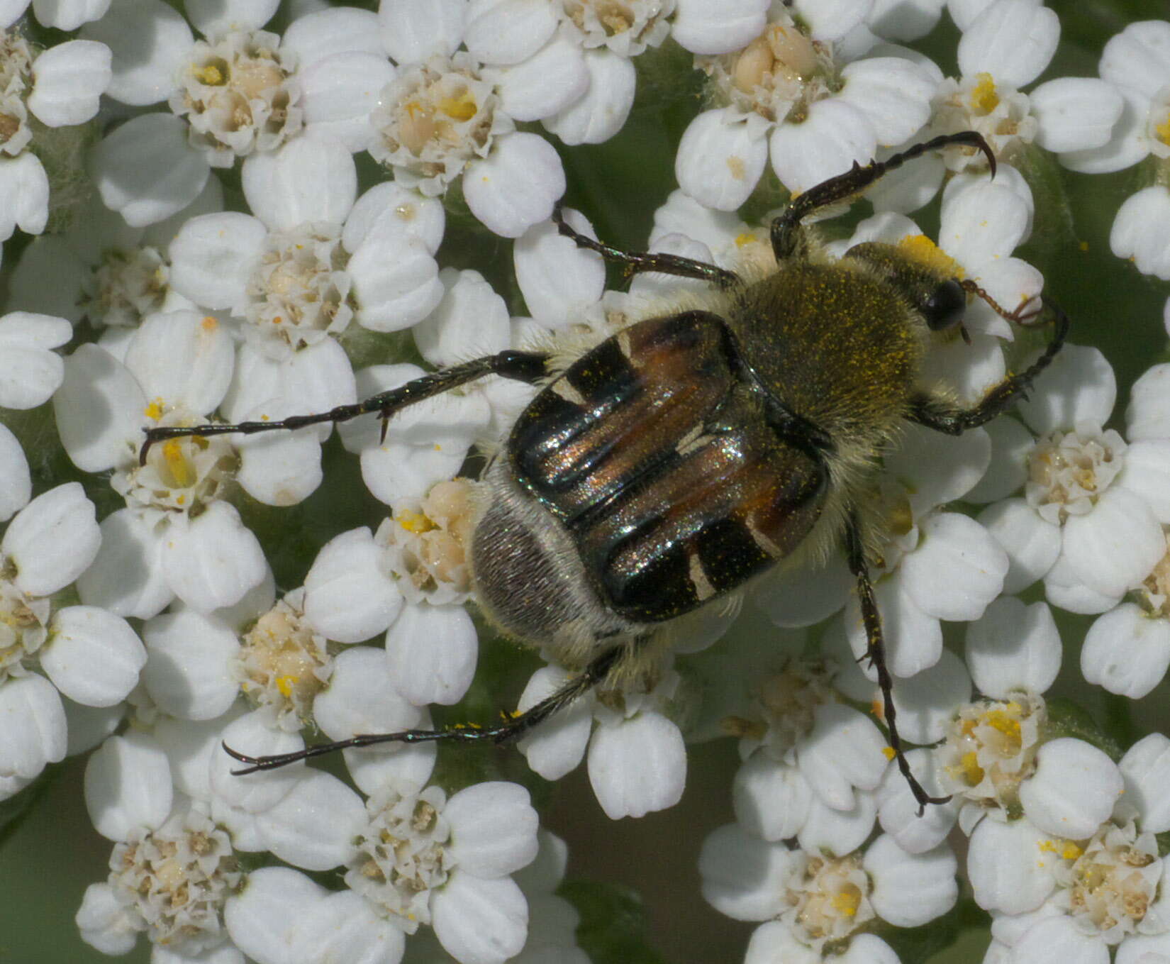 Image of Trichiotinus piger (Fabricius 1775)