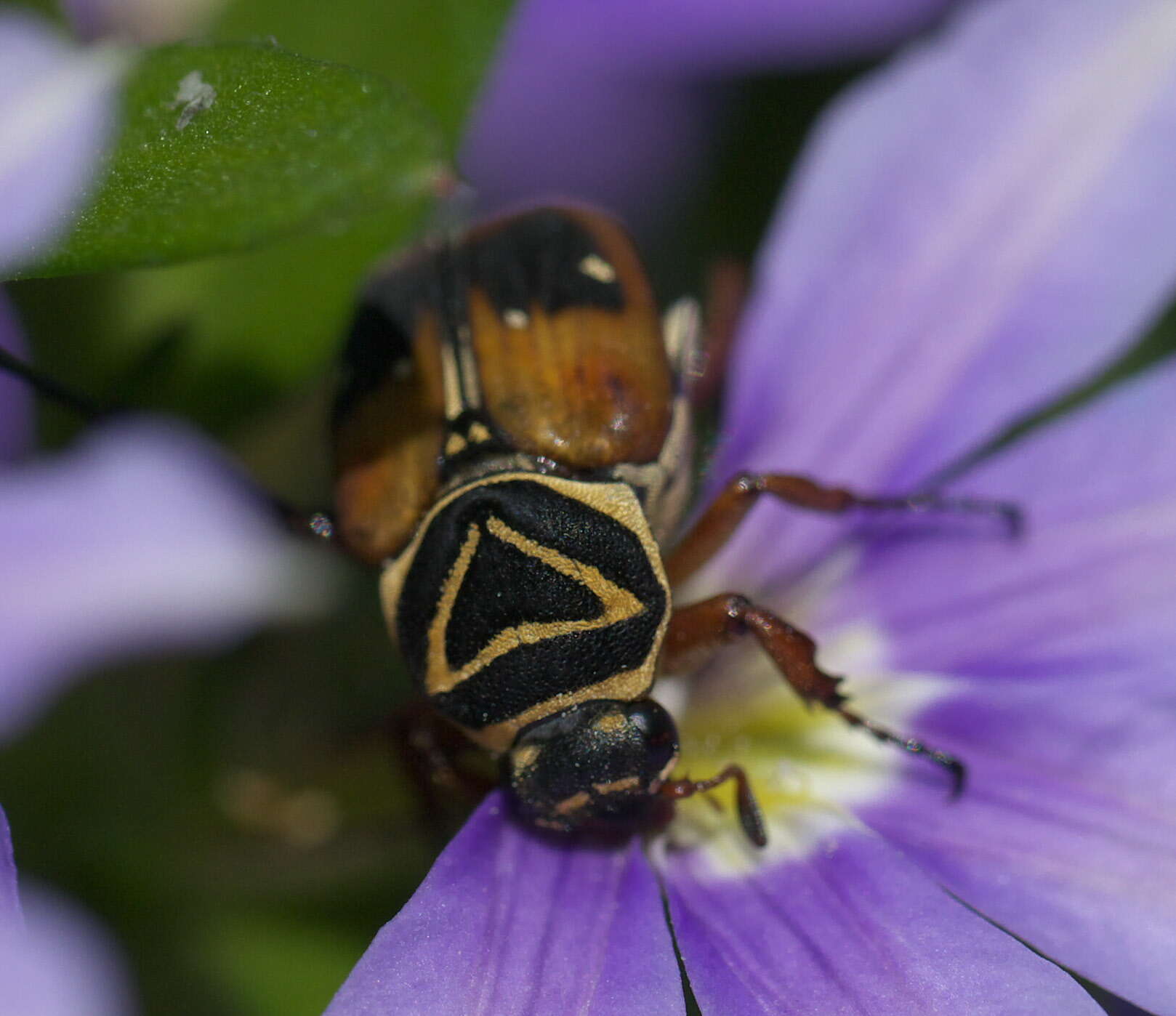 Image of Delta Flower Scarab