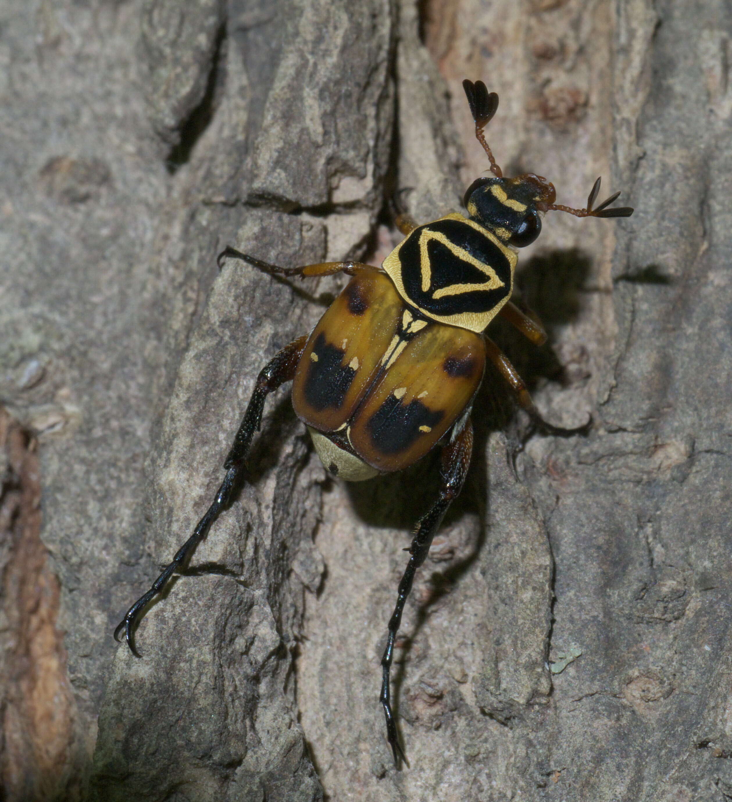 Image of Delta Flower Scarab