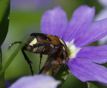 Image of Delta Flower Scarab