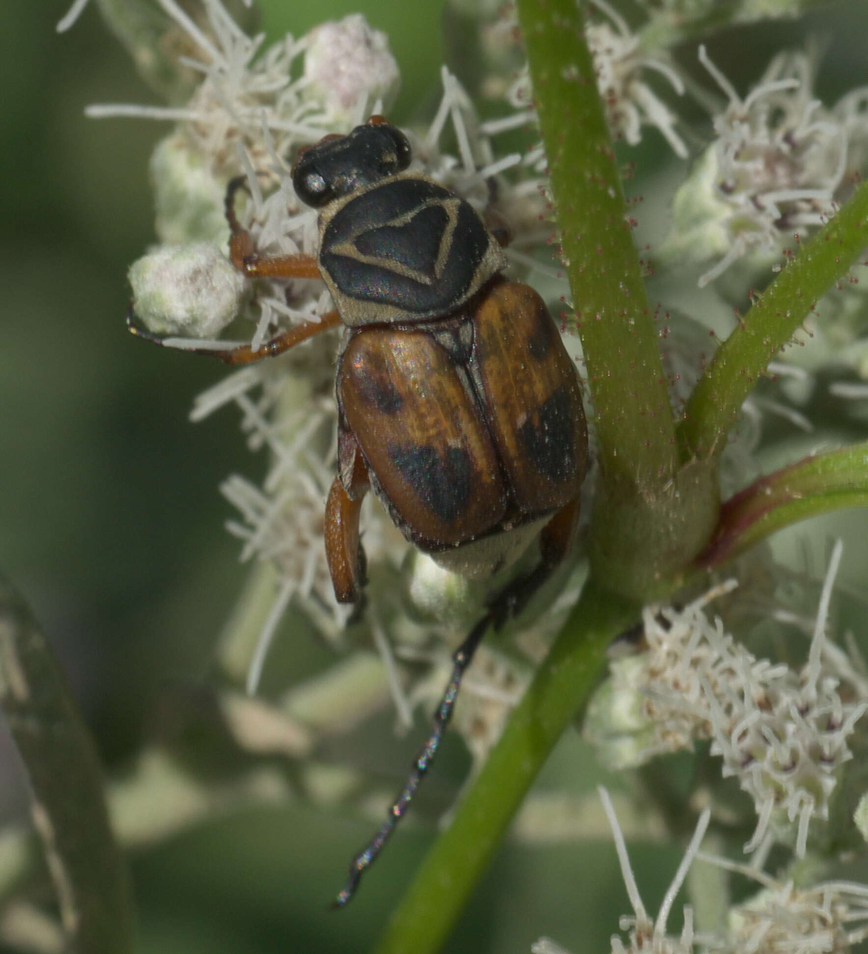 Image of Delta Flower Scarab