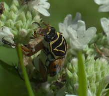 Image of Delta Flower Scarab