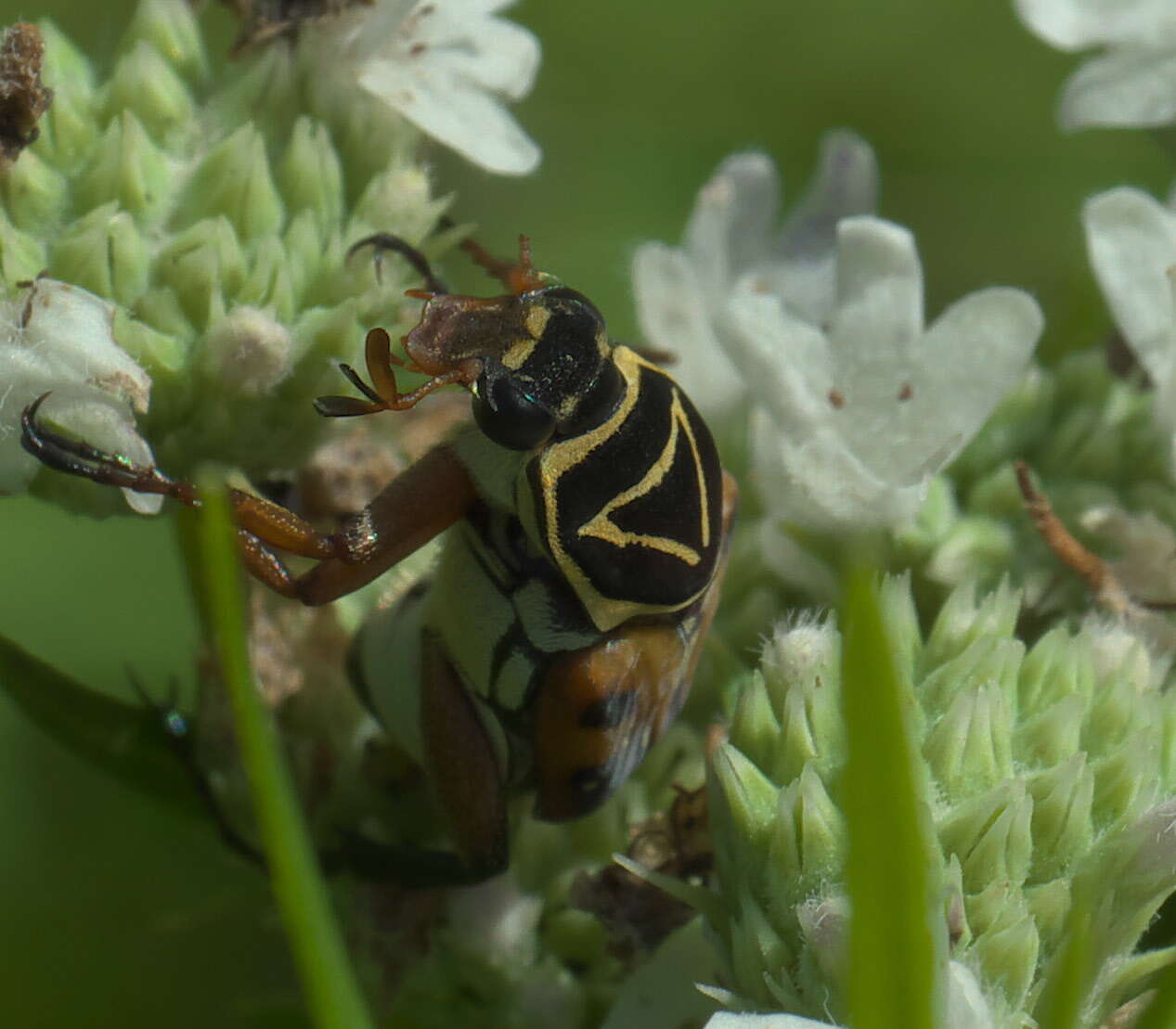 Image of Delta Flower Scarab