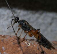 Image of Mummy-wasps