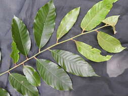 Image of Myristica malabarica Lam.