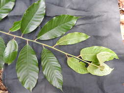 Image of Myristica malabarica Lam.