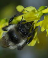 Image of Two Form Bumble Bee